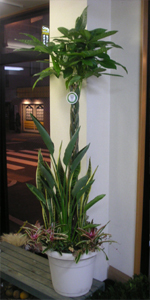 観葉植物