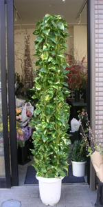観葉植物